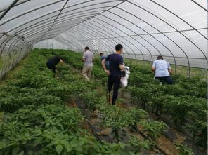 開展農(nóng)產(chǎn)品例行監(jiān)測 守護舌尖上的安全