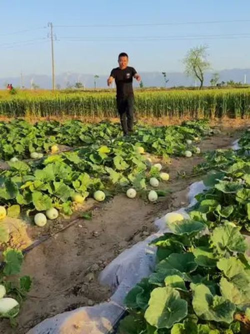 優(yōu)質(zhì)農(nóng)產(chǎn)品的代表 甜瓜