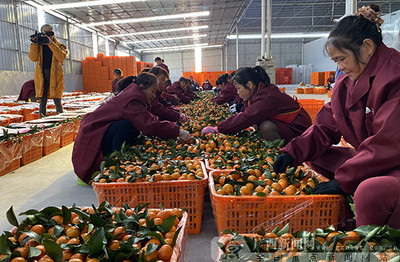 2019河池農產品產銷對接活動簽約金額達7800萬元，農產品產銷邁上新臺階